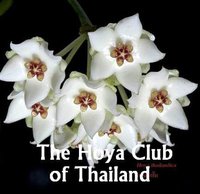 Hoya thailandica